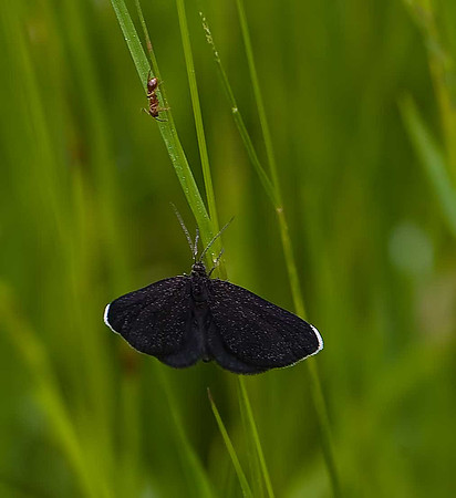 Chimney Sweeper