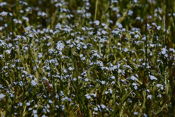 Water Forget-me-not