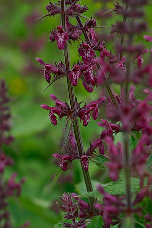 Stachys sylvatica