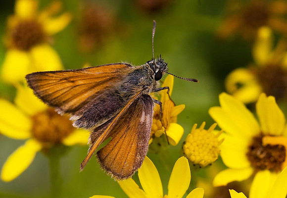 Small Skipper