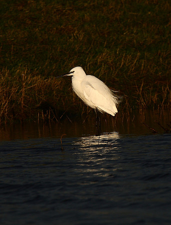 Little Egret