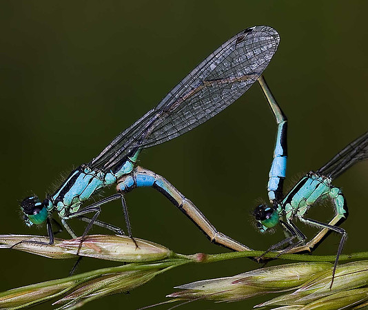 Common Blue Damselfly
