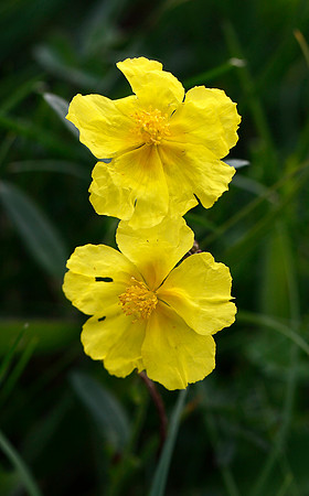 Helianthemum nummularium