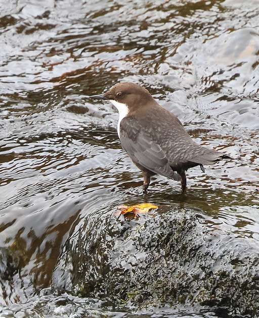 Mandrin Drake Zenfolio | Chris Downes' Focus on Birds | 14th to 22nd October 2026