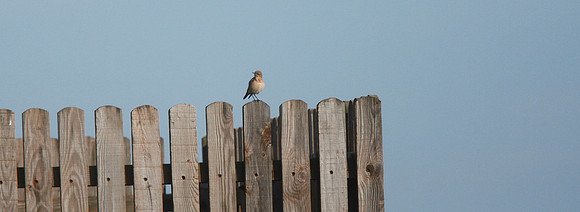 Wheatear