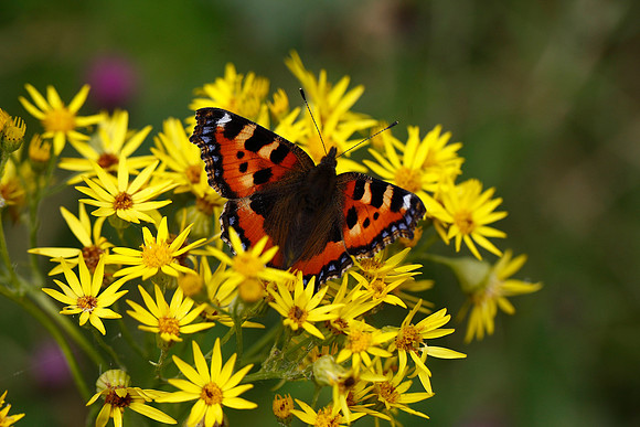 Small Tortoiseshell