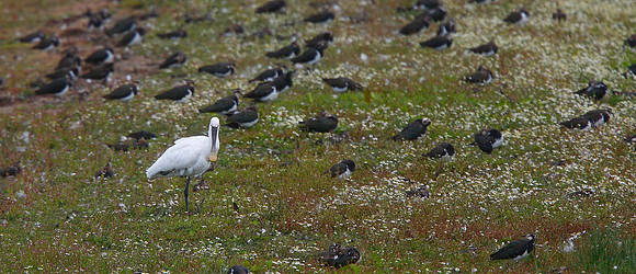 Spoonbill