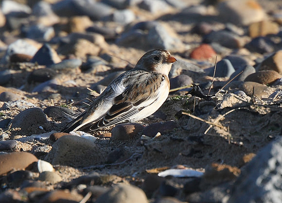 Snow Bunting