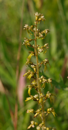Twayblade