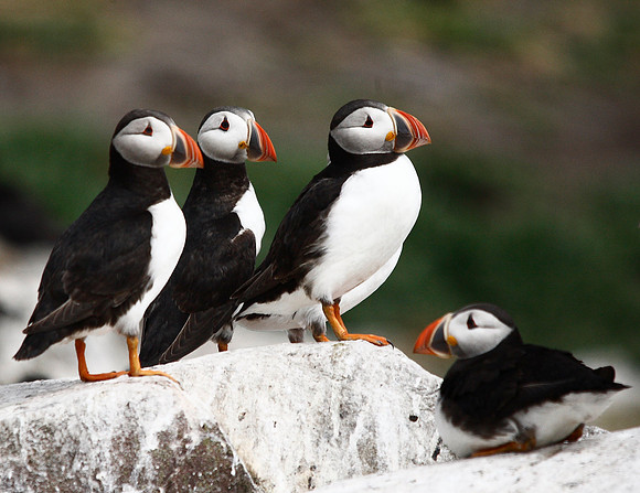 Puffin
