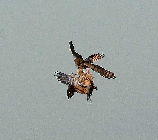 Kestrels