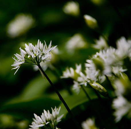 Allium ursinum