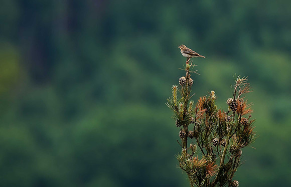 Tree Pipit