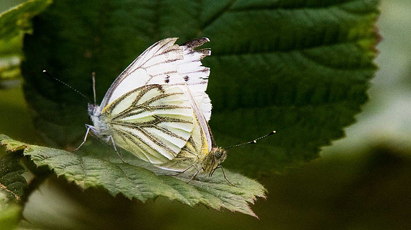 Green-veined White