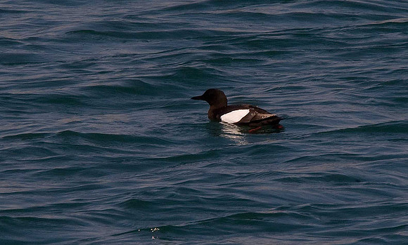Black Guillemot