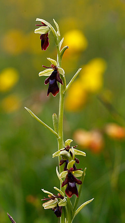 Fly Orchid