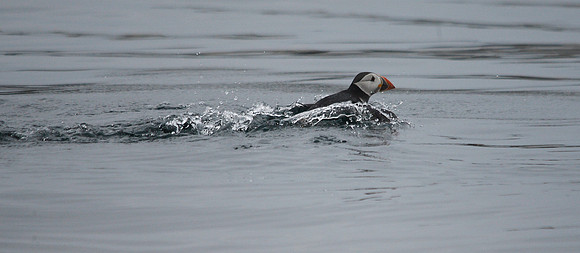 Puffin