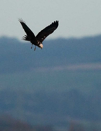 Marsh Harrier