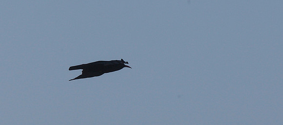 Chough