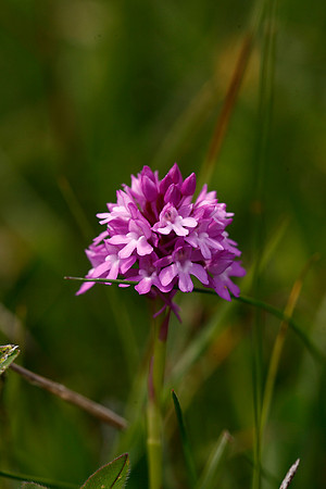 Pyramidal Orchid