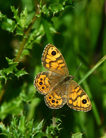 Wall