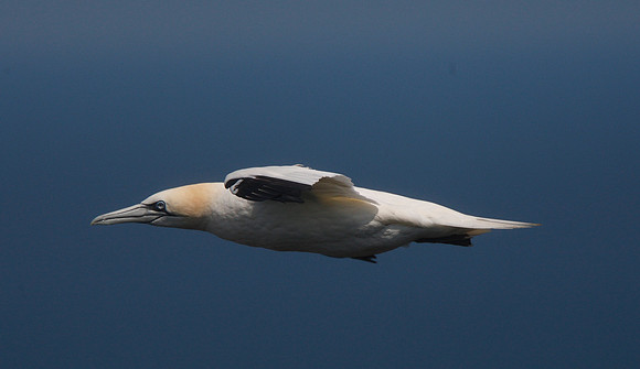 Gannet
