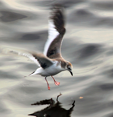 Sabine's Gull