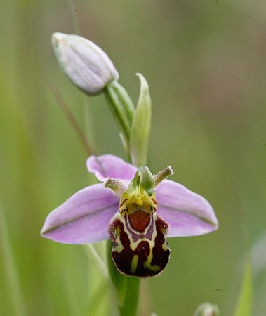 Bee Orchid