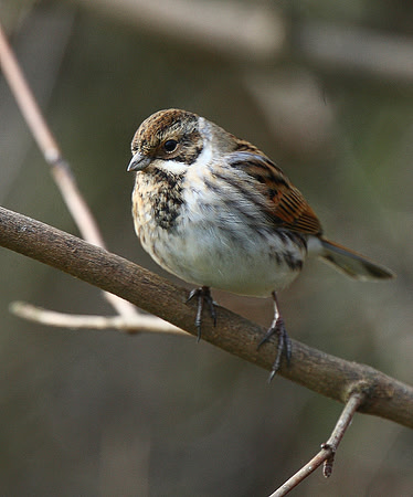 Reed Bunting