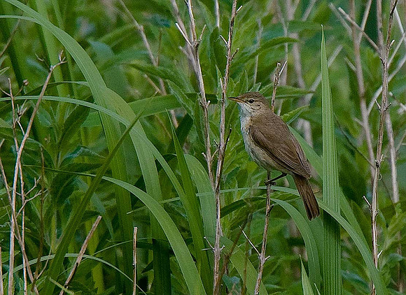 Reed Warbler