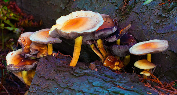 Fungus
