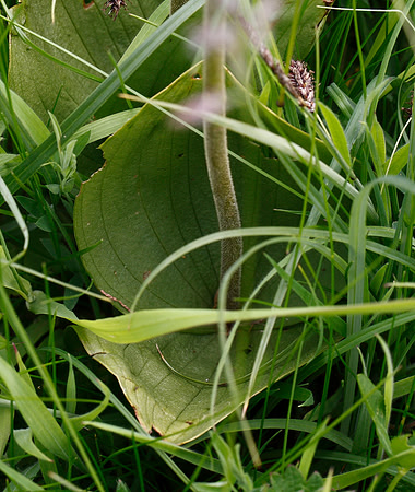 Twayblade