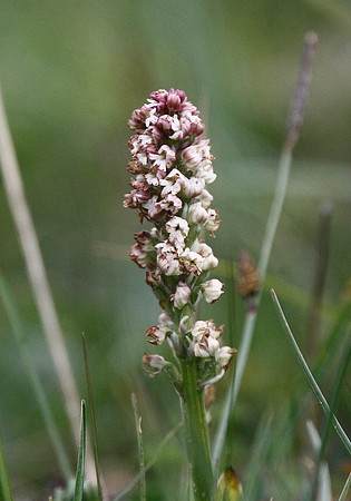 Burnt orchid