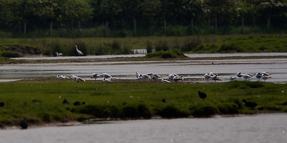 Great white & little egret