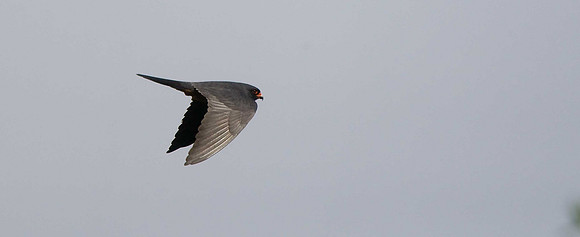 Red-footed Falcon