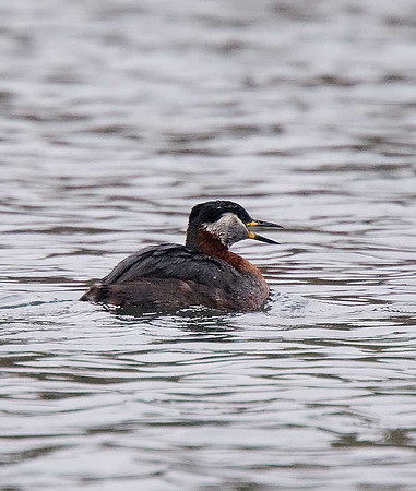 Red-necked Grebe