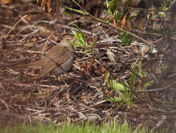 Thrush Nightingale