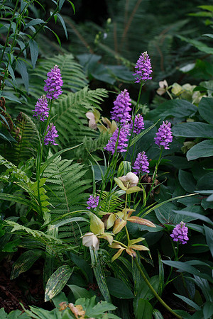 Dactylorhiza fuchsii in our garden
