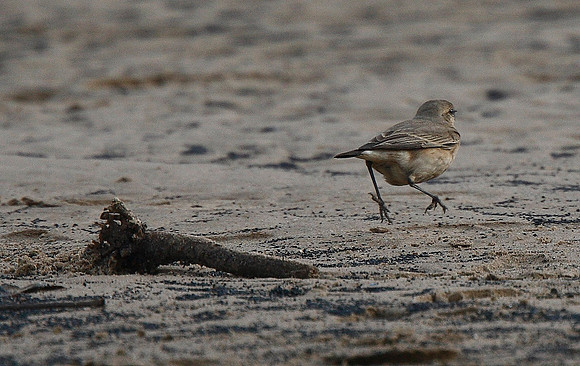 Isabelline Wheatear