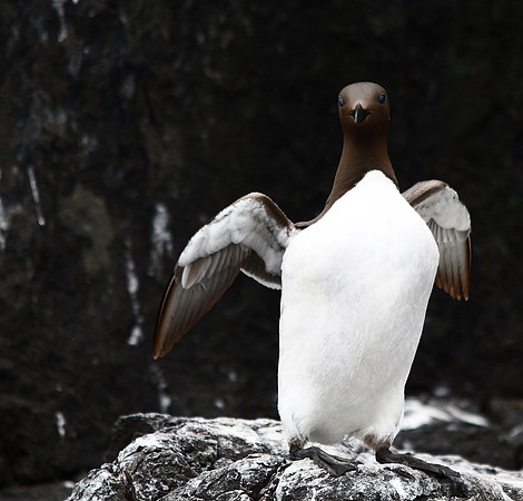 Guillemot