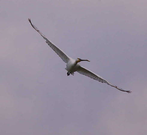 Spoonbill