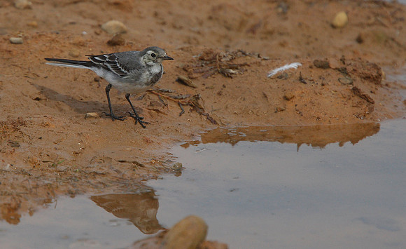 Pied Wagtail