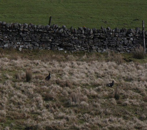 Black Grouse