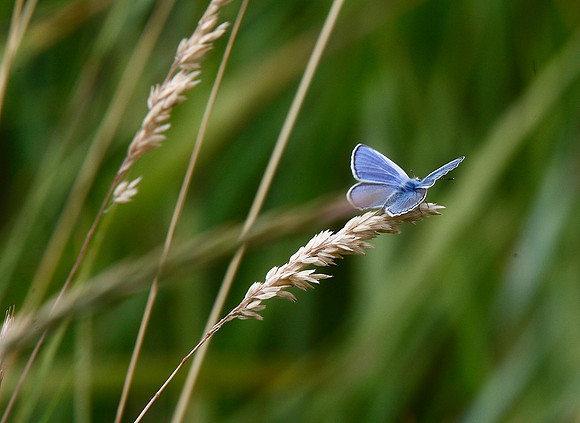 Common Blue