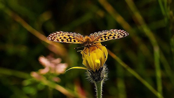 Dark Green Fritillary