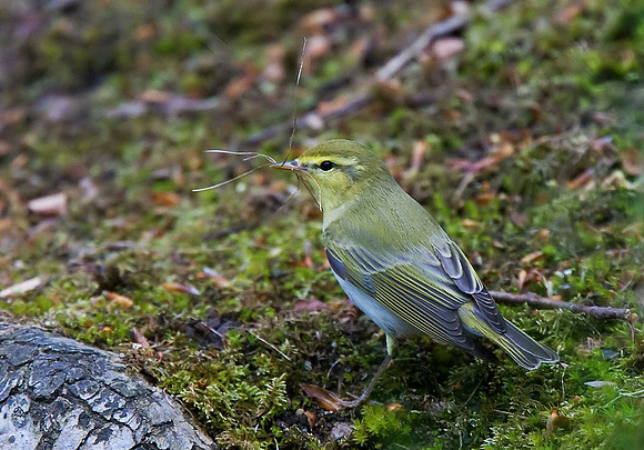 Wood Warbler