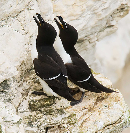 Razorbills