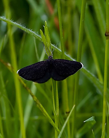 Chimney Sweeper