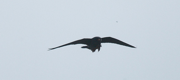 Red-footed Falcon