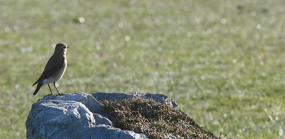 Wheatear